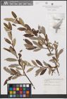 Foto von Salix cantabrica Rech. f.